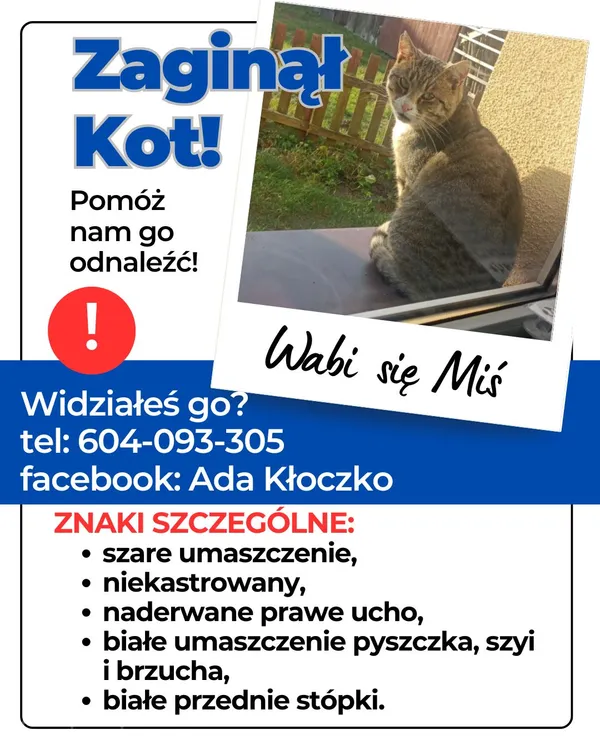 Zaginął kot, Szczytno, 2 marca 2025 (2/2)