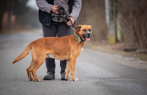 Oddam psa, Skierniewice, 2 marca 2025 (2/5)