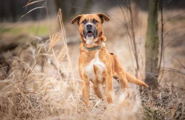 Oddam psa, Skierniewice, 2 marca 2025 (4/5)