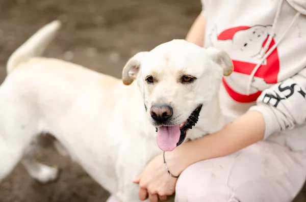 Oddam psa, Warszawa, Filtry, 2 marca 2025 (4/4)