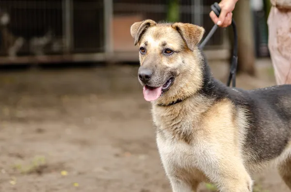 Oddam psa, Warszawa, Białołęka Dworska, 2 marca 2025 (4/4)