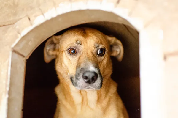 Oddam psa, Szłapy, 2 marca 2025 (3/3)