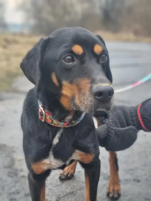 Znaleziono psa, Żywiec, 2 marca 2025 (1/5)