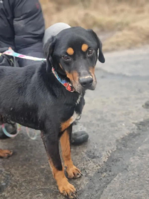 Znaleziono psa, Żywiec, 2 marca 2025 (2/5)