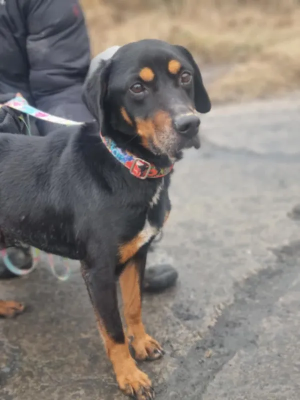 Znaleziono psa, Żywiec, 2 marca 2025 (3/5)