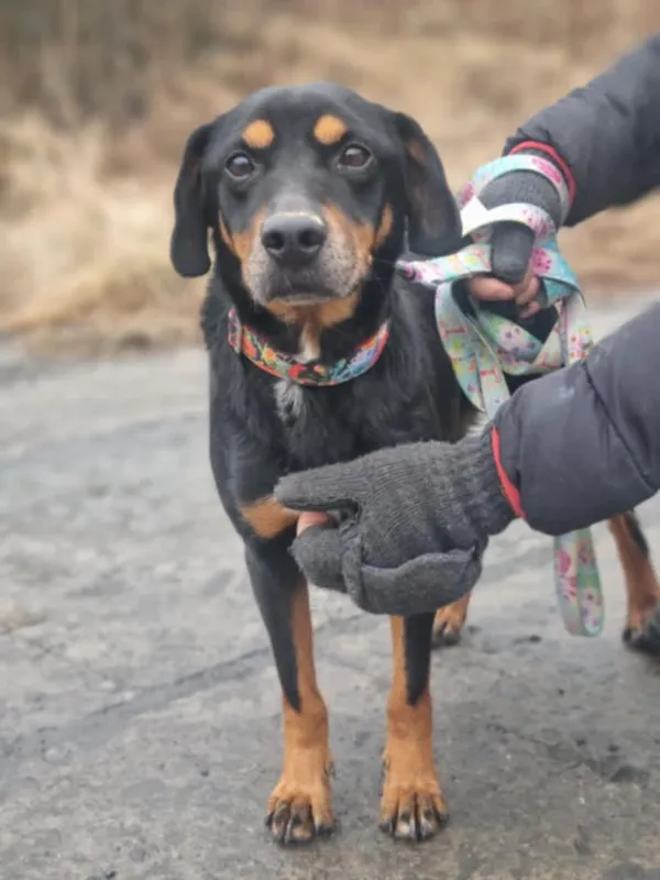 Znaleziono psa, Żywiec, 2 marca 2025 (4/5)