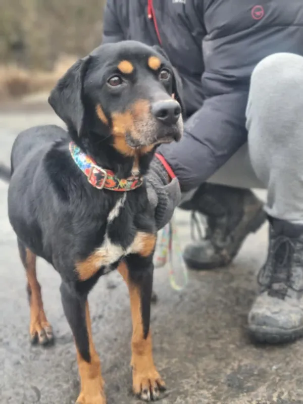 Znaleziono psa, Żywiec, 2 marca 2025 (5/5)