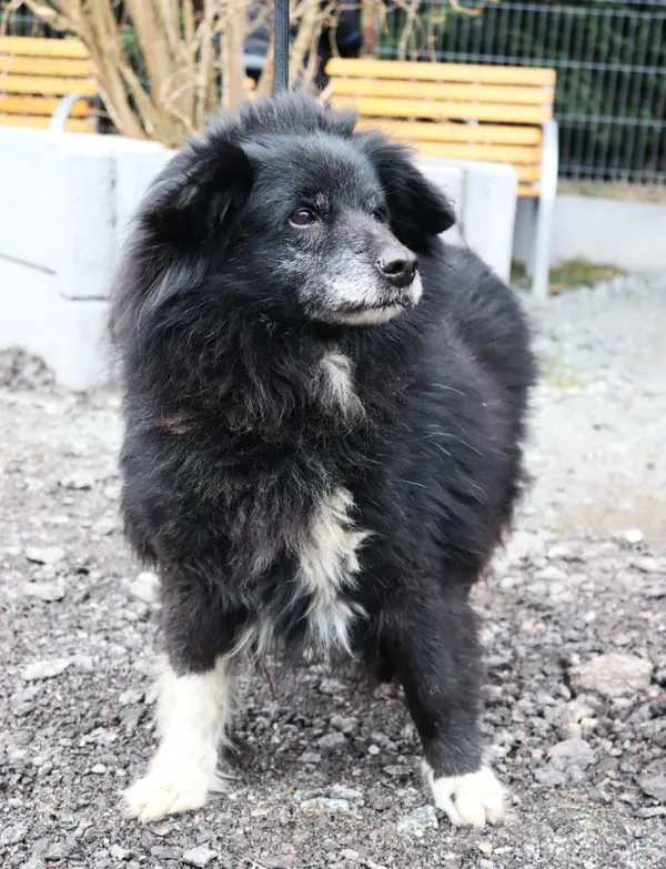 Znaleziono psa, Łódź, 2 marca 2025 (2/5)