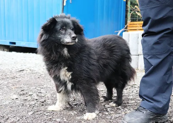 Znaleziono psa, Łódź, 2 marca 2025 (3/5)