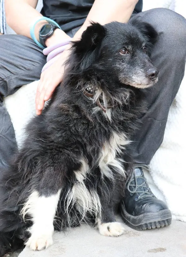 Znaleziono psa, Łódź, 2 marca 2025 (4/5)