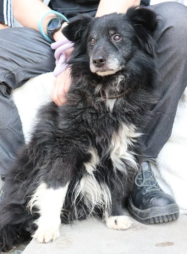 Znaleziono psa, Łódź, 2 marca 2025 (5/5)