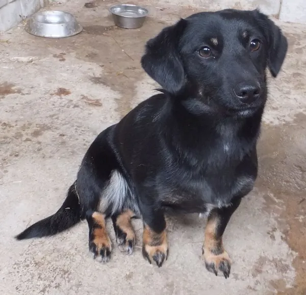 Znaleziono psa, Nowa Krępa, 26 lutego 2025