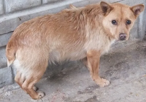 Znaleziono psa, Nowa Krępa, 14 lutego 2025