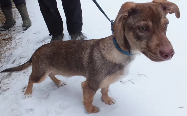 Znaleziono psa, Nowa Krępa, 11 lutego 2025