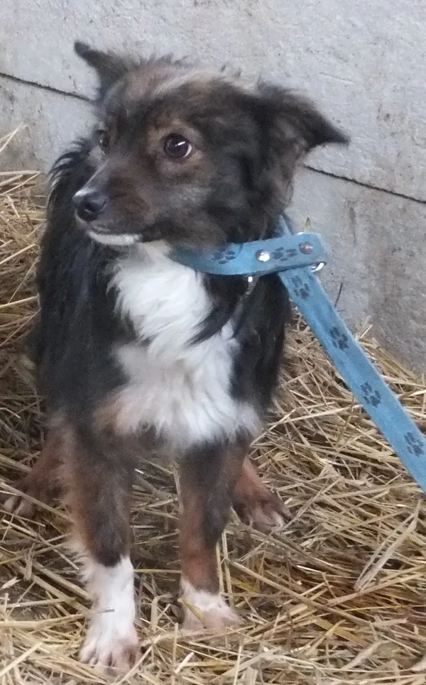 Znaleziono psa, Nowa Krępa, 8 lutego 2025