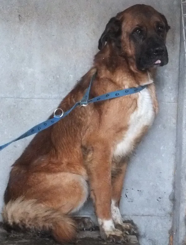 Znaleziono psa, Nowa Krępa, 3 lutego 2025