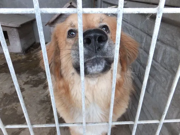 Znaleziono psa, Nowa Krępa, 2 lutego 2025