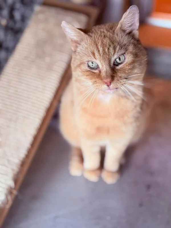 Kot do adopcji, Jelenia Góra, 29 grudnia 2024 (1/5)