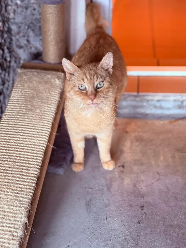 Kot do adopcji, Jelenia Góra, 29 grudnia 2024 (2/5)