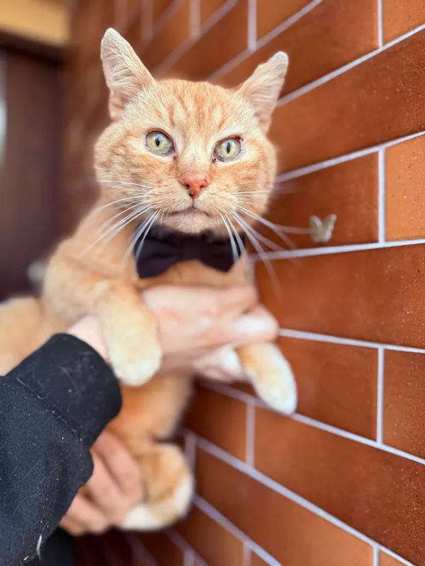 Kot do adopcji, Jelenia Góra, 29 grudnia 2024 (3/5)