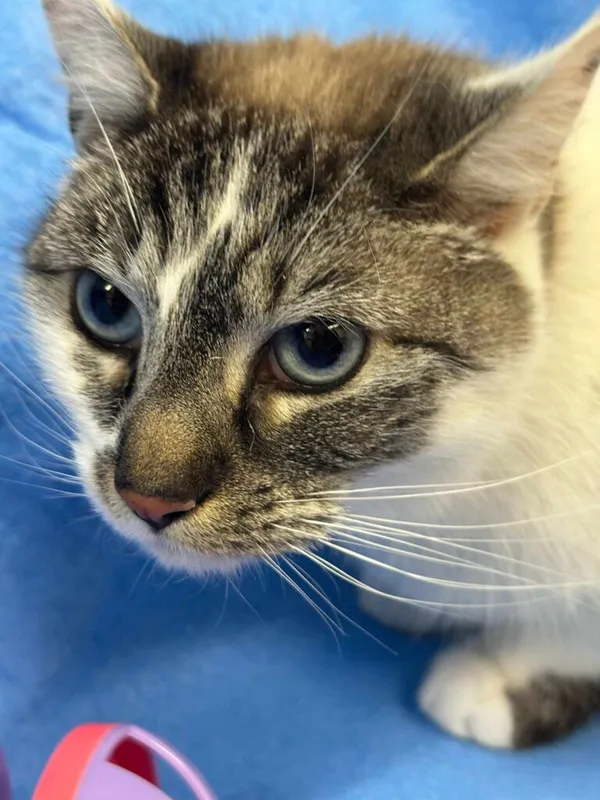 Kot do adopcji, Jelenia Góra, 21 lutego 2025 (1/4)