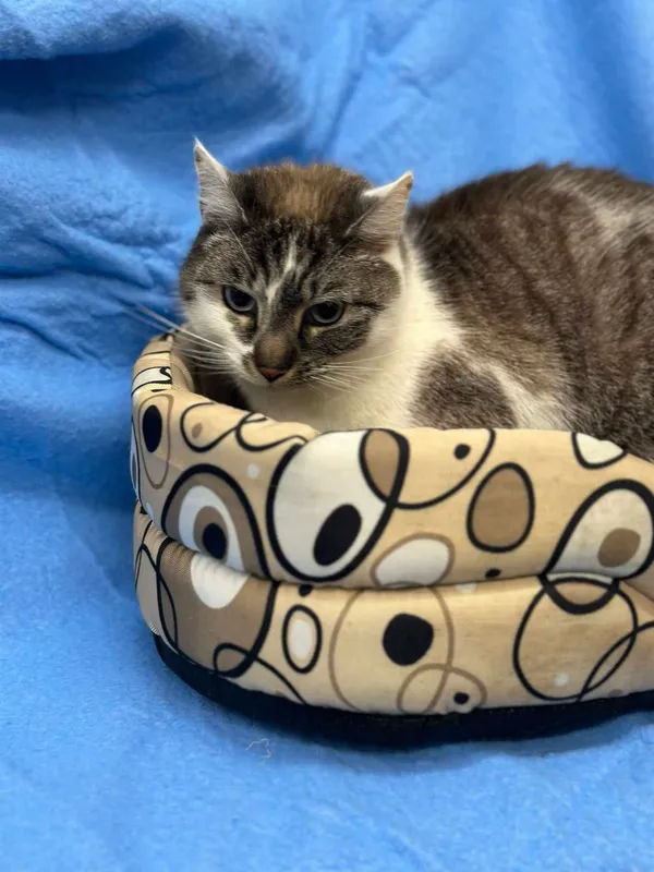 Kot do adopcji, Jelenia Góra, 21 lutego 2025 (4/4)