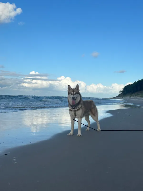 Zaginął pies, Lędzin, 3 marca 2025 (1/3)