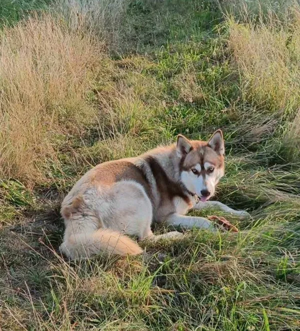 Zaginął pies, Lędzin, 3 marca 2025 (3/3)