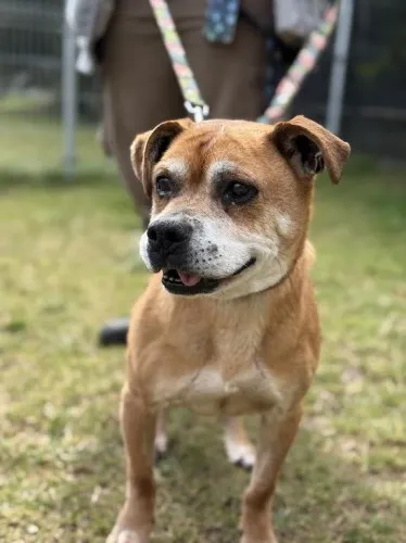 Pies do adopcji, Kraków, 16 lutego 2025 (1/4)