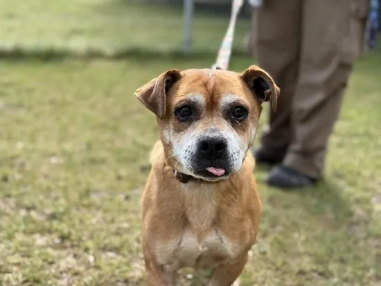 Pies do adopcji, Kraków, 16 lutego 2025 (2/4)