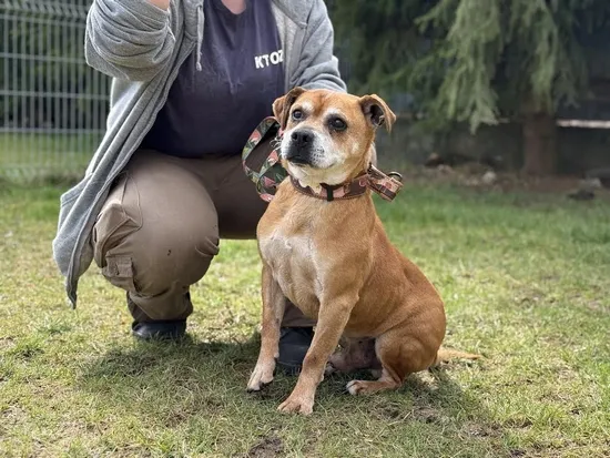 Pies do adopcji, Kraków, 16 lutego 2025 (4/4)