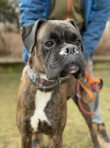 Pies do adopcji, Kraków, 16 lutego 2025 (1/5)