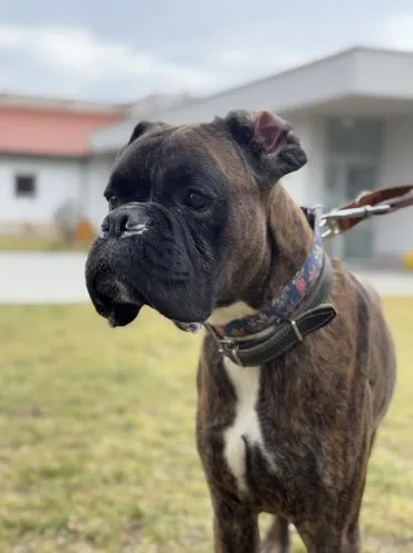 Pies do adopcji, Kraków, 16 lutego 2025 (2/5)