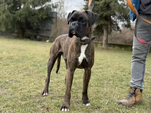 Pies do adopcji, Kraków, 16 lutego 2025 (3/5)