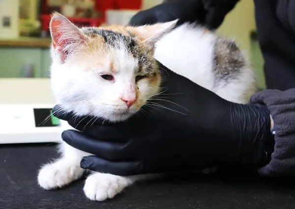 Znaleziono kota, Łódź, 2 marca 2025 (1/2)