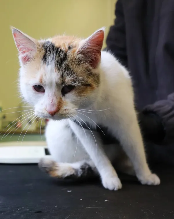 Znaleziono kota, Łódź, 2 marca 2025 (2/2)