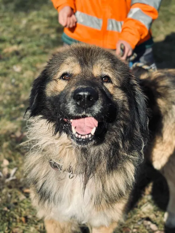 Pies do adopcji, Jelenia Góra, 1 lutego 2025 (1/5)