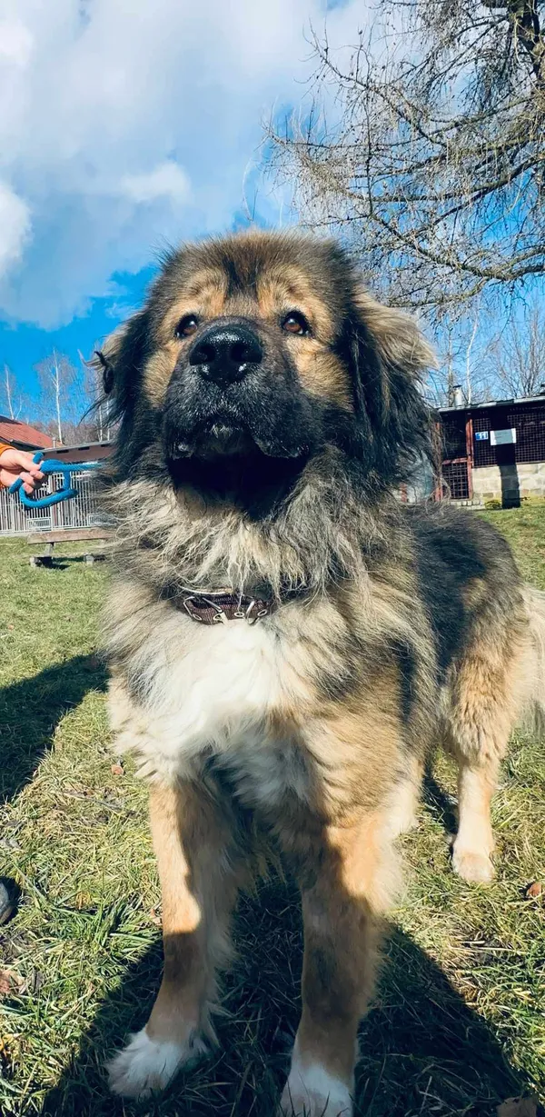 Pies do adopcji, Jelenia Góra, 1 lutego 2025 (2/5)