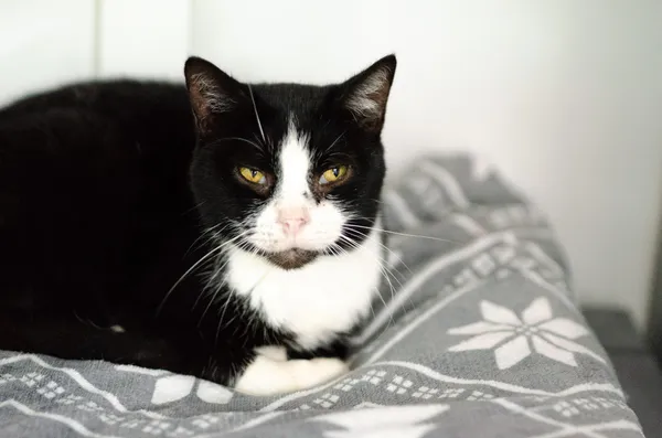 Oddam kota, Gdańsk, Wrzeszcz Górny, 3 marca 2025 (1/3)