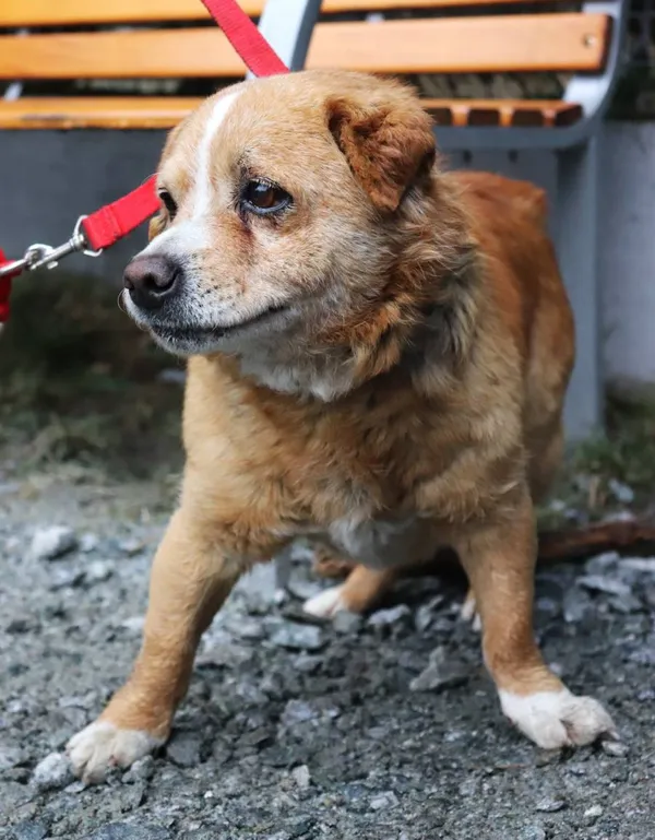 Znaleziono psa, Łódź, 2 marca 2025 (2/5)