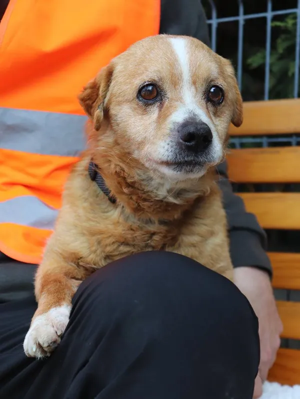 Znaleziono psa, Łódź, 2 marca 2025 (5/5)