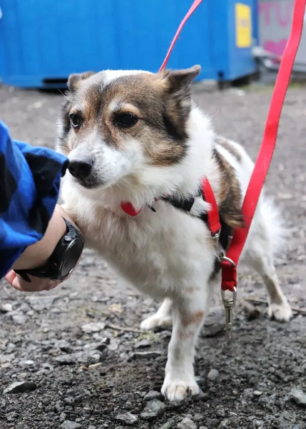 Znaleziono psa, Łódź, 3 marca 2025 (1/4)