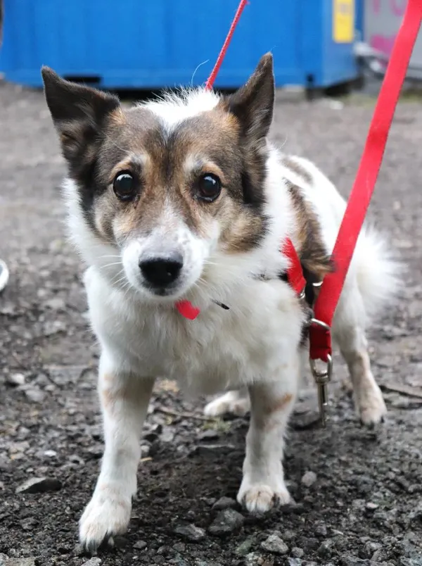 Znaleziono psa, Łódź, 3 marca 2025 (3/4)