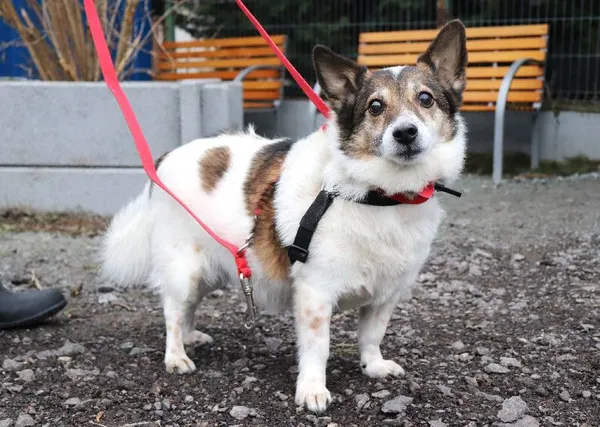 Znaleziono psa, Łódź, 3 marca 2025 (4/4)