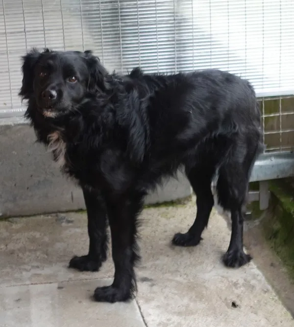 Znaleziono psa, Gdańsk, 3 marca 2025