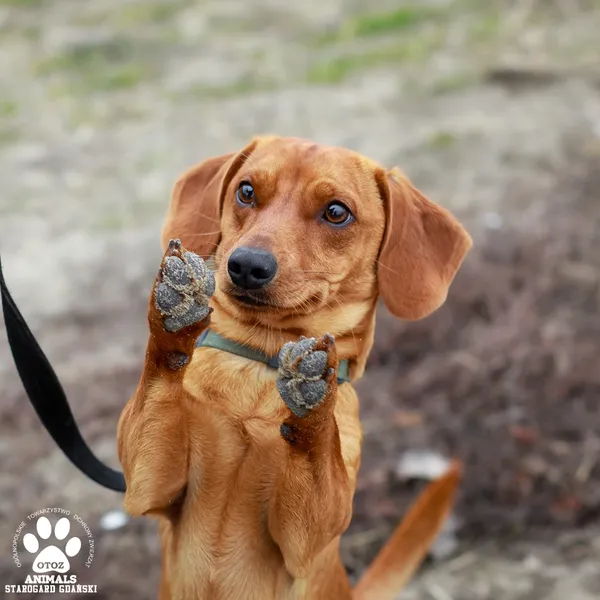 Pies do adopcji, Starogard Gdański, 3 marca 2025 (1/5)