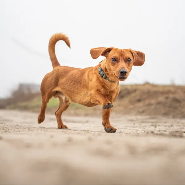 Pies do adopcji, Starogard Gdański, 3 marca 2025 (3/5)