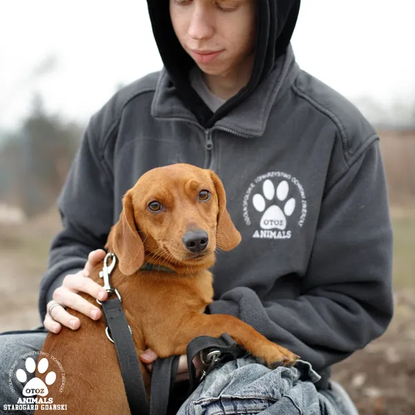 Pies do adopcji, Starogard Gdański, 3 marca 2025 (4/5)