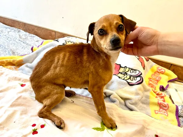 Znaleziono psa, Puławy, 3 marca 2025