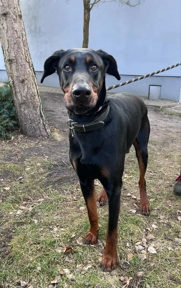 Pies do adopcji, Włocławek, 1 marca 2025 (2/4)